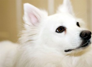 5 věcí, které byste měli vědět o amerických eskymáckých psech