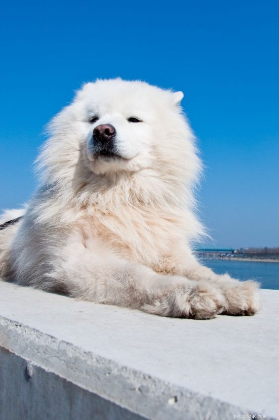 5 saker att veta om amerikanska eskimåhundar