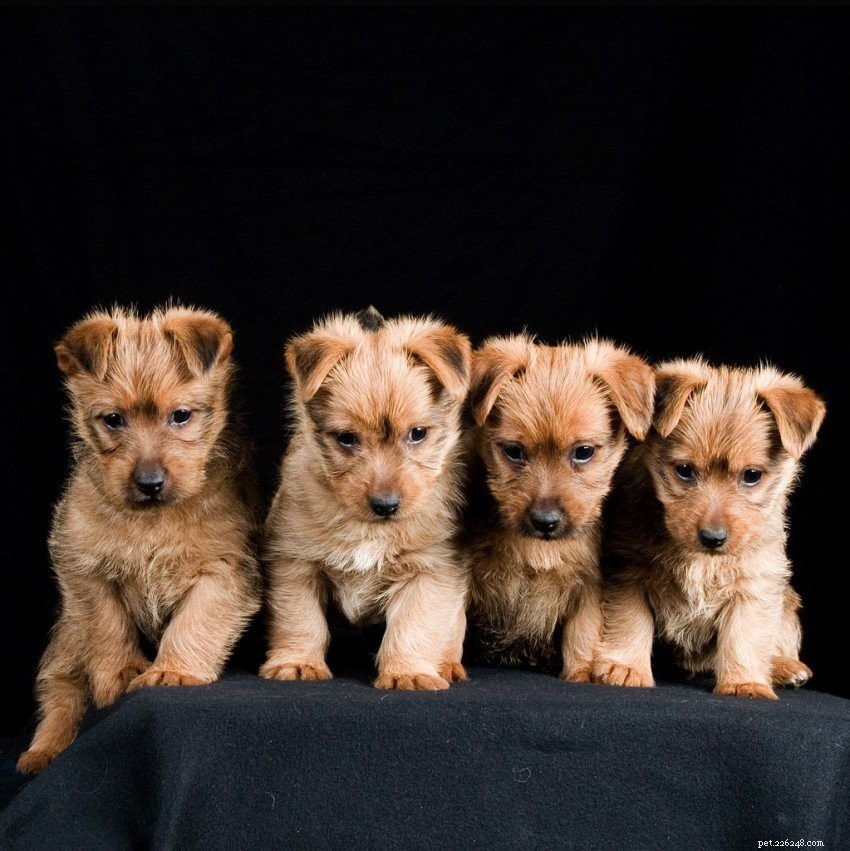 5 saker att veta om australiensiska terrier