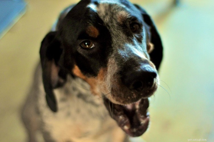 5 choses à savoir sur les Bluetick Coonhounds
