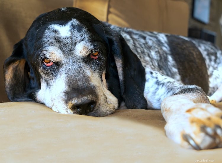5 cose da sapere sui Bluetick Coonhounds