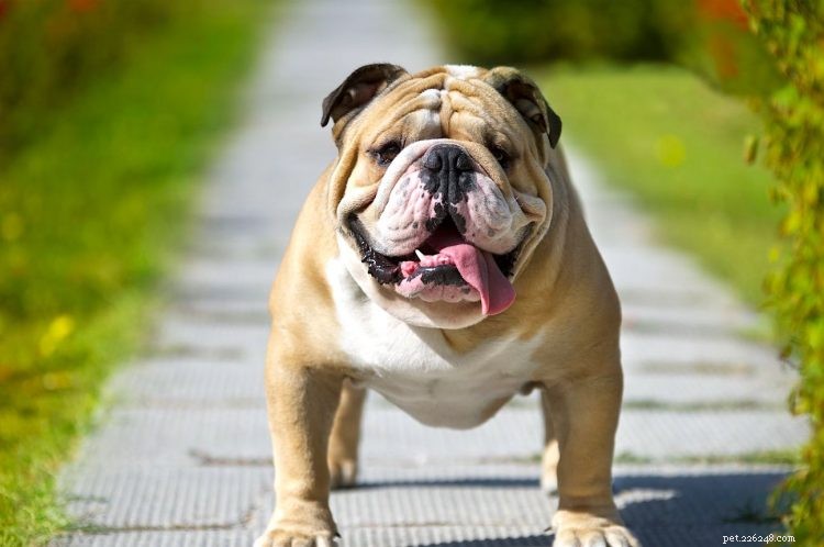 5 dingen die u moet weten over Bulldogs