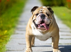 5 saker att veta om bulldoggar