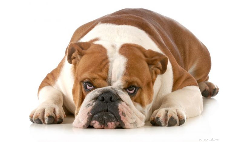 5 saker att veta om bulldoggar