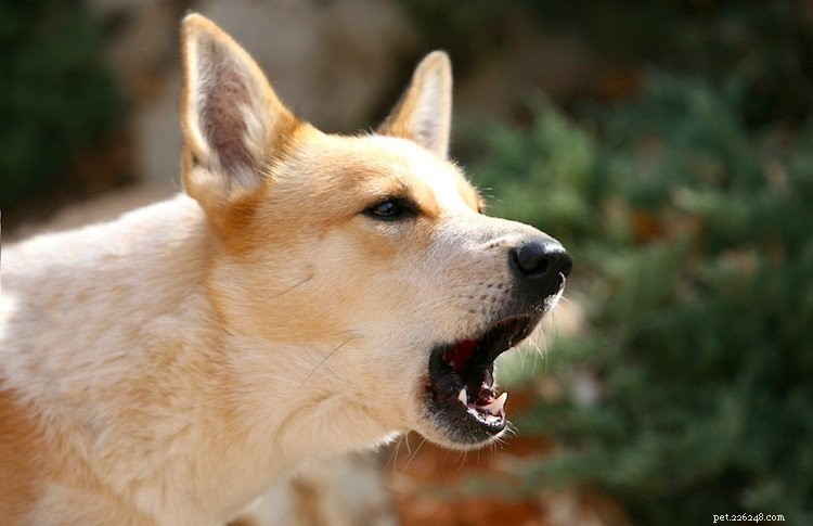 5 cose da sapere sui cani Canaan