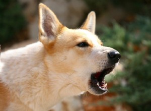 5 věcí, které byste měli vědět o kanaánských psech