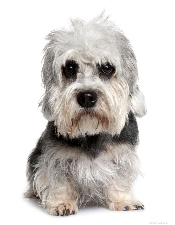5 dingen die u moet weten over Dandie Dinmont Terriers