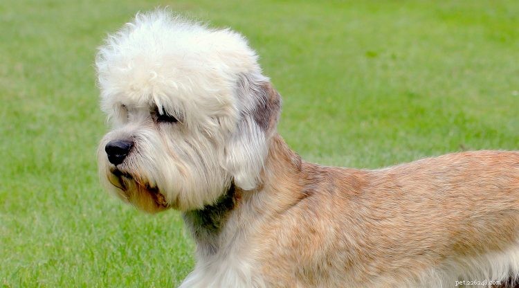 5 saker att veta om Dandie Dinmont Terrier