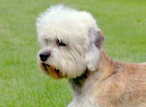 5 saker att veta om Dandie Dinmont Terrier