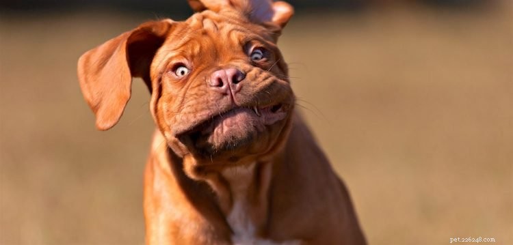 5 choses à savoir sur les Dogues de Bordeaux