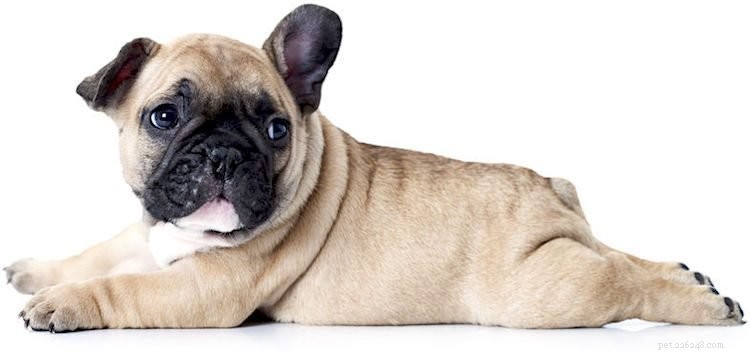 5 saker att veta om franska bulldoggar