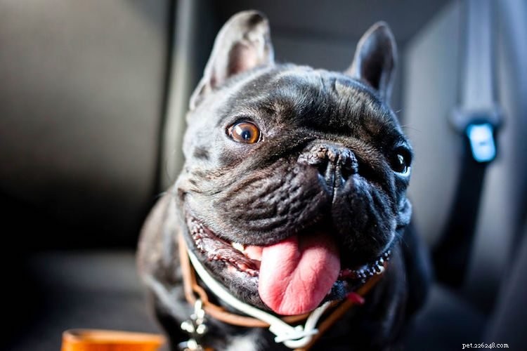 5 cose da sapere sui Bulldog francesi