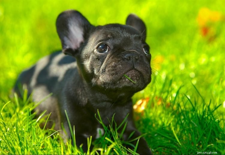 5 saker att veta om franska bulldoggar