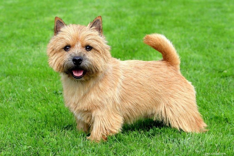 5 dingen die u moet weten over Norwich Terriers
