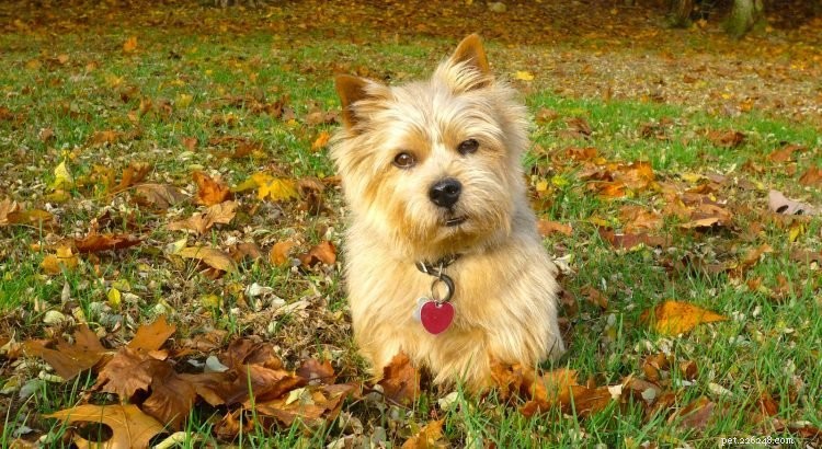 5 saker att veta om Norwich Terrier