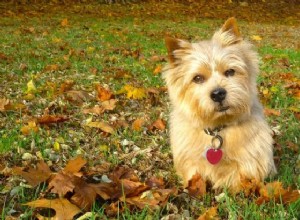 5 saker att veta om Norwich Terrier