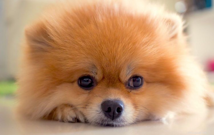 5 dingen die u moet weten over Pomeranians