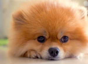 5 saker att veta om Pomeranians