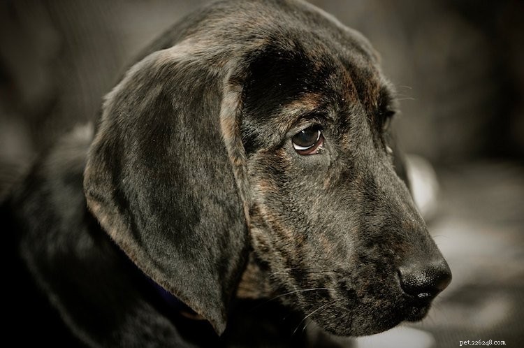 5 вещей, которые нужно знать о собаках Плотта