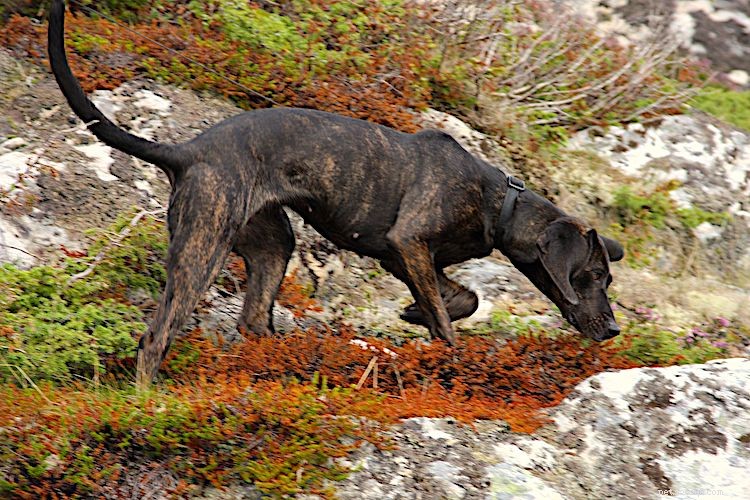 5 coisas a saber sobre cães de caça