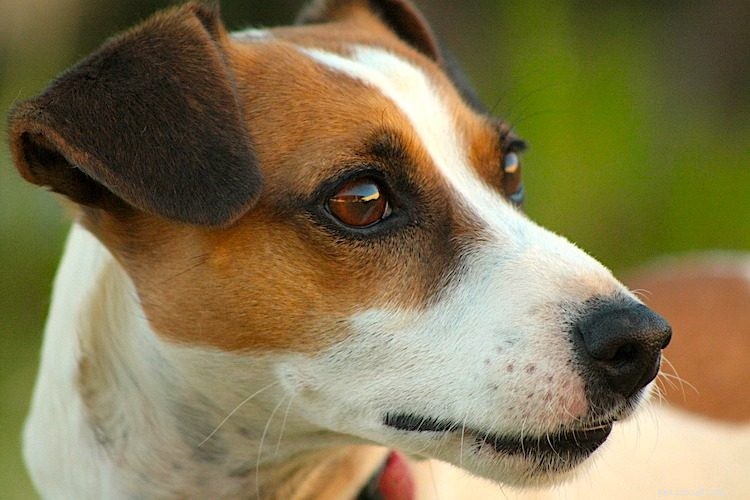 Cinq choses à savoir sur les terriers Russell