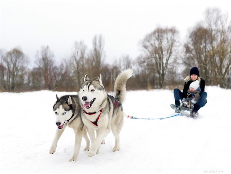 5 choses à savoir sur les Huskies de Sibérie