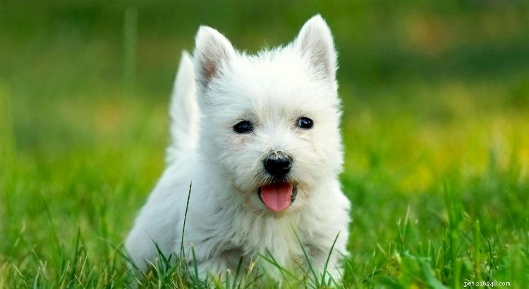 5 choses à savoir sur les West Highland White Terriers