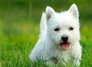5 coisas a saber sobre o West Highland White Terrier