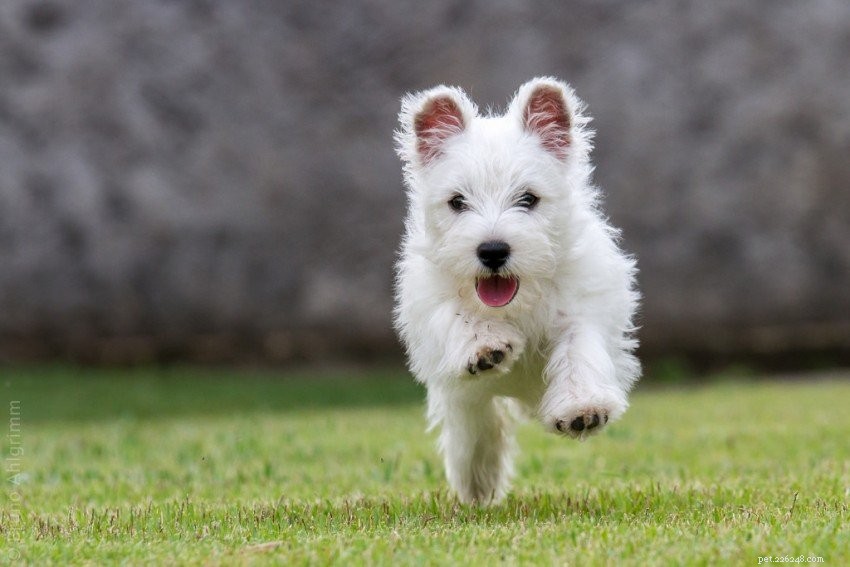 5 cose da sapere sui West Highland White Terrier