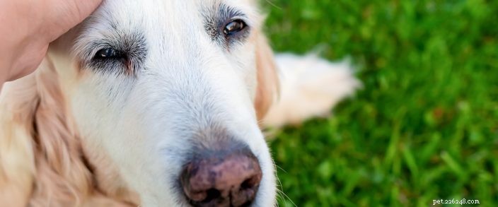 Hoe weet u wanneer het tijd is om uw huisdier te euthanaseren