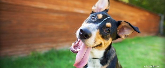 DogTown USA:5 manieren om de nationale hondendag in Bend te vieren