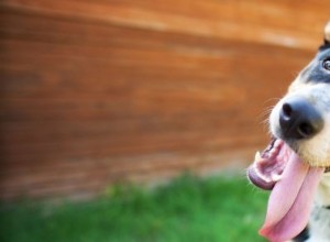 DogTown USA:5 способов отпраздновать Национальный день собаки в Бенде