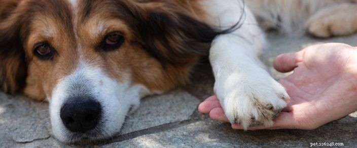 Wat u moet weten over darmparasieten bij uw huisdieren