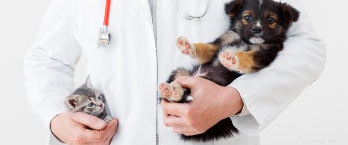 O seguro para animais de estimação cobre esterilização e castração?