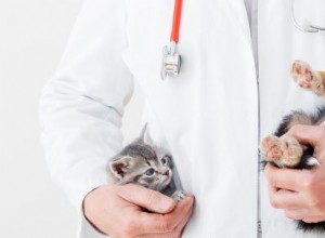 Покрывает ли страхование домашних животных стерилизацию и стерилизацию?