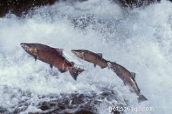 O que você precisa saber sobre intoxicação por salmão