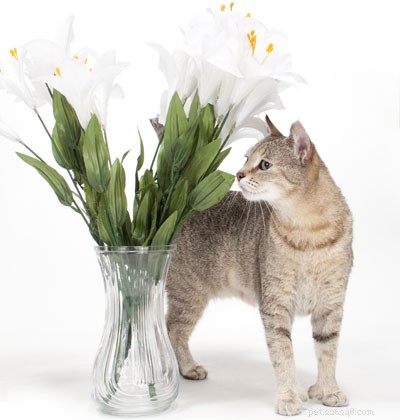Liljatoxicitet – Vilka liljor kan döda din katt?