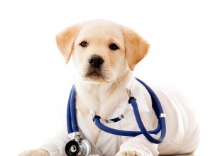 Não se esqueça de visitar a loja on-line da Blue Sky Vet Clinics !!