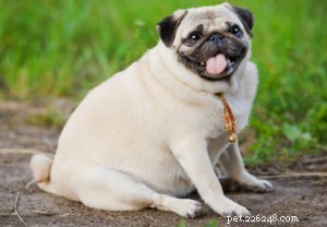 Obesidade em nossos animais de estimação – Por que você não deve dar guloseimas à mesa para seus cães ou gatos. 