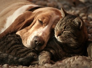 휴일 애완동물 건강 – 응급 진료소 피하기