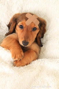 Assicurazioni per animali domestici:sono necessarie e cosa sapere quando si ricercano le opzioni