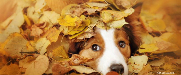 가을 애완동물 돌보기