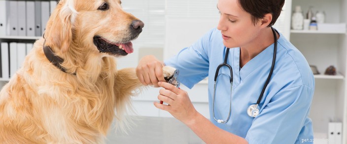 Nagelvård för hund