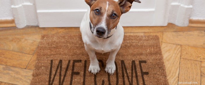 Jak získat správnou péči o svého chlupatého přítele:Nalezení veterináře pro domácí mazlíčky v Bendu 