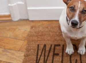 Jak získat správnou péči o svého chlupatého přítele:Nalezení veterináře pro domácí mazlíčky v Bendu 