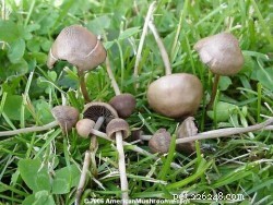 Otravy houbami ve středním Oregonu