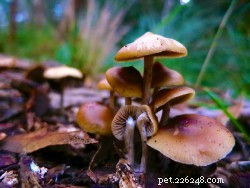 Intoxicações por cogumelos no centro de Oregon