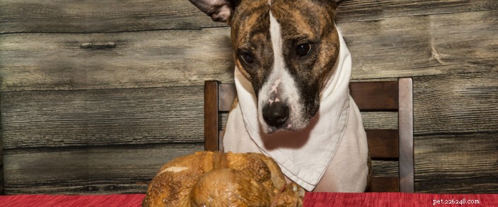 Thanksgiving-gerechten die je je huisdier niet mag voeren