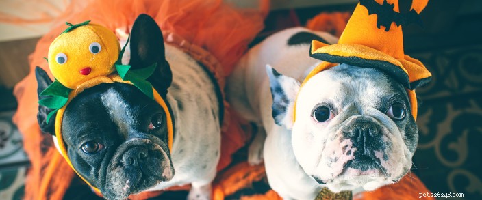 Хэллоуин для домашних животных:что можно и чего нельзя делать