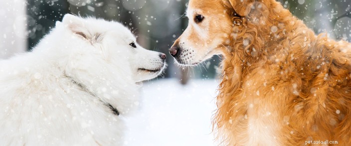 Förbereda dina husdjur för vintervädret